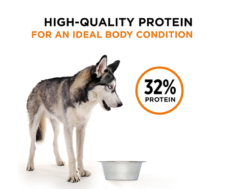 purina pro plan beef and salmon